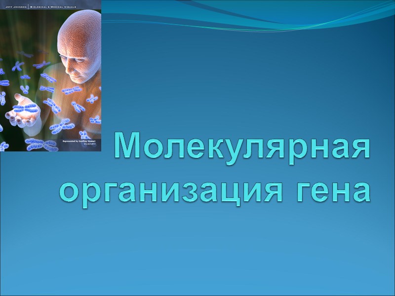 Молекулярная организация гена